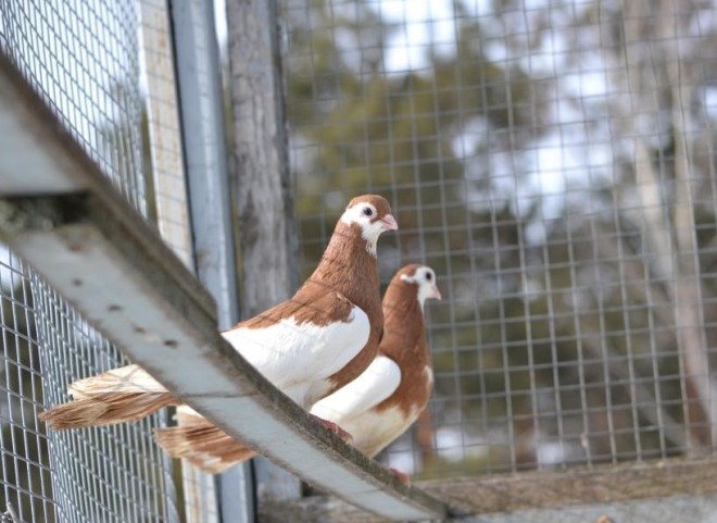 Гётеборгские турманы - голуби