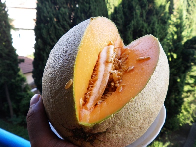 Sorte melon_2