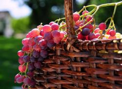 prehrana grozdja
