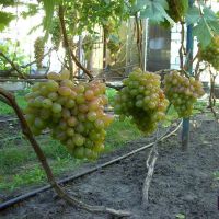 Opis odmiany winogron "Anniversary of Novocherkassk"