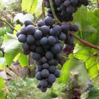 Crno grožđe užitak