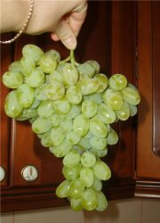 сорт грозде нов подарък Zaporizhia