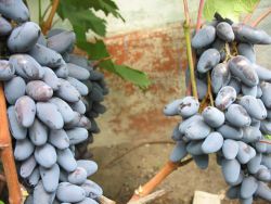 Sorta Negrulya spominskega grozdja