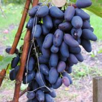 izvorni crni grožđe