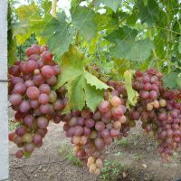 preoblikovanje sorte grozdja