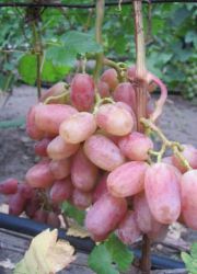 Opis grozdja Victor Grapes