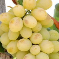 korzyści zdrowotne wynikające z winogron