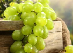 grozdje v tretjem trimesečju