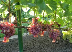 Anyuta odmiany winogron