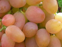 sorte grozdja Libija