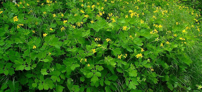 kada prikupiti celandine za liječenje