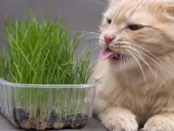 Трева за котки1