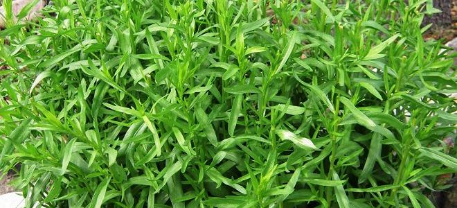 užitečné vlastnosti tarkhun trávy