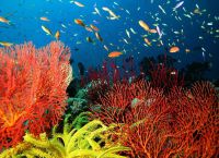 Подводный мир рифа