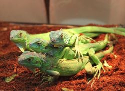 Zelený iguana doma