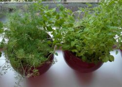 što se zelje mogu uzgojiti na prozoru
