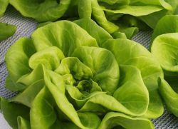 zelený listový salát