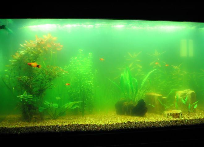 почему вода в аквариуме быстро зеленеет