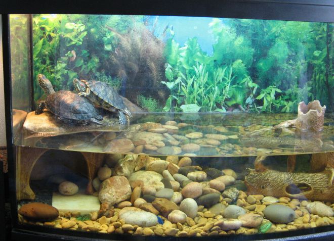 постоянно зеленеет вода в аквариуме с черепахой
