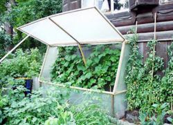 jak udělat skleník pro okurky