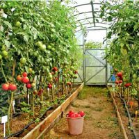 Vysokokvalitní odrůdy rajčat pro skleníky