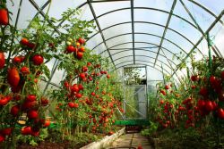 wczesne dojrzałe odmiany pomidorów do szklarni