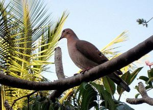 Гренадский голубь