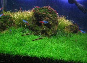 Ozemljitvene rastline za akvarij1