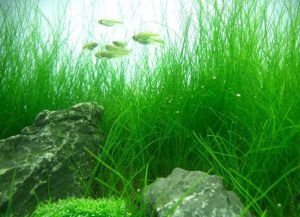 Podzemní rostliny pro akvárium2