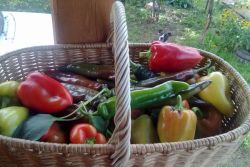 kako rasti papriko v rastlinjaku