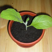 rastoče tobačne sadike