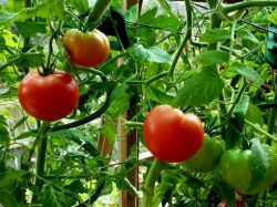Отглеждане на домати на открито поле
