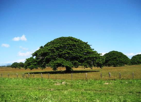 Дерево Гуанакасте - национальный символ Коста-Рики