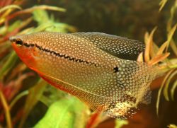 Gourami - kompatibilita s ostatními rybami1