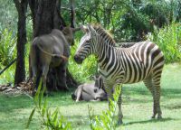 Зебры в парке