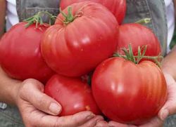 Bardzo wydajne odmiany pomidorów