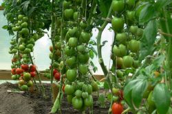 кои сортове са най-продуктивните домати
