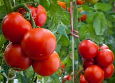 chutné odrůdy rajčat