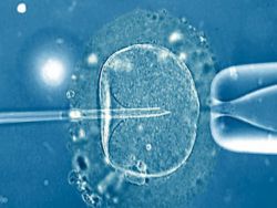 излюпване на ембриони