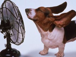 Симптоми пса са топлим ударом 1