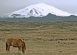 Горная лошадь, на фоне вулкана Гекла