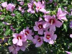 hibiskus vrtno drevo