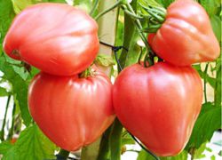 určující odrůdy rajčat pro skleníky