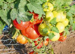 най-плодотворното разнообразие от домати