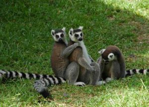 dovolená v Madagaskaru 8