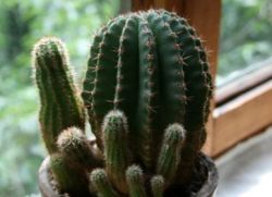 kaktus koristi i štetu