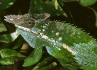 Вътрешни гущери 23 (Fisher chameleon 1)