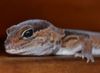 Domaći gušteri 25 (afrički gecko 1)