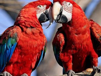 Видове домашни папагали 1