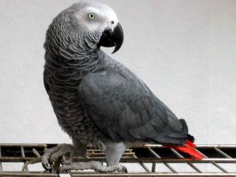 Papoušci druh 2